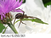 Паук Охотник каемчатый (лат. Dolomedes fimbriatus) Стоковое фото, фотограф Елена Коромыслова / Фотобанк Лори