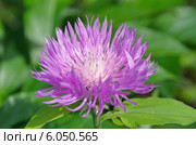 Василек подбеленный (лат. Centaurea dealbata) Стоковое фото, фотограф Елена Коромыслова / Фотобанк Лори