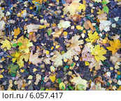 Осенний фон - опавшие листья клена на земле. Стоковое фото, фотограф Светлана Ильева (Иванова) / Фотобанк Лори