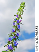Синяк обыкновенный (Echium vulgare) — травянистое растение,вид рода Синяк семейства Бурачниковые (Boraginaceae) Стоковое фото, фотограф Евгений Мухортов / Фотобанк Лори