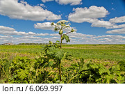Борщевик Сосновского. Стоковое фото, фотограф Ольга Сейфутдинова / Фотобанк Лори
