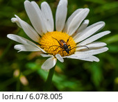 Маленький красный жук ползает по ромашке. Стоковое фото, фотограф Игорь Низов / Фотобанк Лори