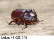 Жук-носорог обыкновенный (лат. Oryctes nasicornis) Стоковое фото, фотограф Елена Коромыслова / Фотобанк Лори