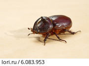 Жук-носорог обыкновенный (лат. Oryctes nasicornis) Стоковое фото, фотограф Елена Коромыслова / Фотобанк Лори