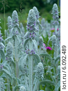 Стахис шерстистый (Stachys lanata) Стоковое фото, фотограф Svet / Фотобанк Лори