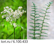Лабазник шестилепестной, таволга степная, земляной орех. (Filipendula hexapetala Gilib). Семейство розоцветных. Соцветие и листья. Стоковое фото, фотограф Евгений Мухортов / Фотобанк Лори