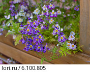 Цветы схизантуса (Schizanthus) Стоковое фото, фотограф Ирина Гришанова / Фотобанк Лори