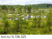 Галкинское болото. Национальный парк «Угра» (2014 год). Редакционное фото, фотограф Сергей Лаврентьев / Фотобанк Лори