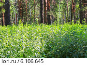 Крапива двудомная (Urtica dioica) — многолетнее травянистое растение. Заросли крапивы в сосновом бору. Стоковое фото, фотограф Евгений Мухортов / Фотобанк Лори