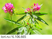 Люпинник пятилистный, или Клевер люпиновый (Lupinaster pentaphyllus Moench).Цветущее растение. Стоковое фото, фотограф Евгений Мухортов / Фотобанк Лори