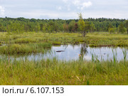 Галкинское болото. Национальный парк «Угра» (2014 год). Редакционное фото, фотограф Сергей Лаврентьев / Фотобанк Лори