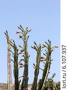 Кактус цереус (Cereus jamacaru) на фоне неба. Стоковое фото, фотограф Татьяна Ляпи / Фотобанк Лори