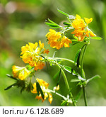 Люцерна серповидная, или Люцерна жёлтая(Medicago falcata) — многолетнее травянистое растение; вид рода Люцерна (Medicago) семейства Бобовые (Fabaceae) Стоковое фото, фотограф Евгений Мухортов / Фотобанк Лори