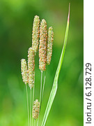 Тимофеевка луговая (Phleum pratense) Стоковое фото, фотограф Евгений Мухортов / Фотобанк Лори