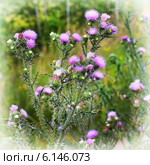 Чертополох колючий (Carduus acanthoides L.) Стоковое фото, фотограф Евгений Мухортов / Фотобанк Лори