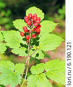 Воронец красноплодный (Actaea erythrocarpa). Дикорастущие растения Сибири. Стоковое фото, фотограф Евгений Мухортов / Фотобанк Лори