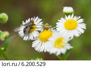Скрипун мраморный (Saperda scalaris) и муха на ромашке. Стоковое фото, фотограф Красилов Игорь / Фотобанк Лори