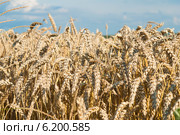 Поле пшеницы. Стоковое фото, фотограф Красилов Игорь / Фотобанк Лори