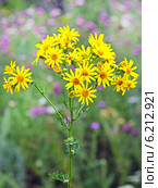 Крестовник Якова, или суходольный (Senecio jacobaea L.) Стоковое фото, фотограф Евгений Мухортов / Фотобанк Лори