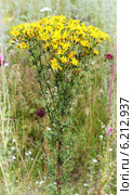 Крестовник Якова, или суходольный (Senecio jacobaea L.) Стоковое фото, фотограф Евгений Мухортов / Фотобанк Лори