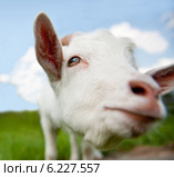 Смешная коза (голова крупным планом) Стоковое фото, фотограф E. O. / Фотобанк Лори