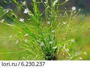 Звездчатка злаковая (Stellaria graminea L.). Дикорастущие растения Сибири. Стоковое фото, фотограф Евгений Мухортов / Фотобанк Лори