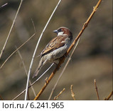 Воробей. Стоковое фото, фотограф Олег Свиридов / Фотобанк Лори