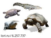 set of several reptiles. Isolated on white. Стоковое фото, фотограф Яков Филимонов / Фотобанк Лори