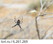 Паук  Araneidae (Orb Weaver) Neoscona Oaxacensis в ожидании следующей жертвы. Вид с брюшка. Стоковое фото, фотограф Ирина Кожемякина / Фотобанк Лори