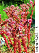 Молодило, или Живучка, или Каменная роза (Sempervivum) — род растений семейства Толстянковые. Цветущее растение. Стоковое фото, фотограф Евгений Мухортов / Фотобанк Лори