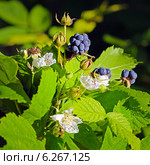 Лесная Ежевика — подрод рода Рубус (Rubus) семейства Розовые (Rosaceae). Ягоды и цветы. Стоковое фото, фотограф Евгений Мухортов / Фотобанк Лори