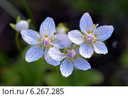 Белозор болотный (Золотничка болотная). Parnassia palustris L. (1753). Цветы растения крупным планом. Стоковое фото, фотограф Григорий Писоцкий / Фотобанк Лори