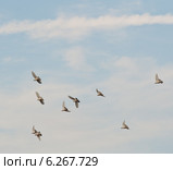 Стая птиц кружит в небе, свободный полет. Стоковое фото, фотограф E. O. / Фотобанк Лори