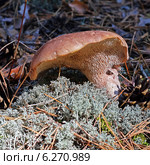 Ежовик жёлтый (Hydnum repandum) — гриб рода Гиднум семейства Ежовиковые. Стоковое фото, фотограф Евгений Мухортов / Фотобанк Лори
