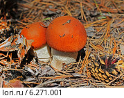 Подосиновик красный (Leccinum aurantiacum) — гриб рода Обабок (Leccinum) семейства Болетовые (Boletaceae). Два молодых гриба на хвойной подстилке с сосновой шишкой. Стоковое фото, фотограф Евгений Мухортов / Фотобанк Лори