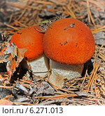 Подосиновик красный (Leccinum aurantiacum) — гриб рода Обабок (Leccinum) семейства Болетовые (Boletaceae). Два молодых гриба на хвойной подстилке. Стоковое фото, фотограф Евгений Мухортов / Фотобанк Лори