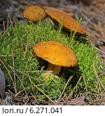 Моховик желто-бурый или Масленок желто-бурый (Suillus variegatus) Стоковое фото, фотограф Евгений Мухортов / Фотобанк Лори