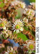 Молодило, или Живучка, или Каменная роза (Sempervivum) — род растений семейства Толстянковые. Цветок крупно. Стоковое фото, фотограф Евгений Мухортов / Фотобанк Лори