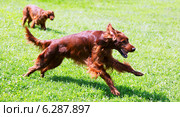 Irish Setters running on grass. Стоковое фото, фотограф Яков Филимонов / Фотобанк Лори