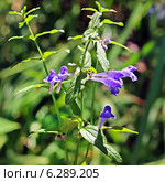 Шлемник обыкновенный (Scutellaria galericulata) Стоковое фото, фотограф Евгений Мухортов / Фотобанк Лори