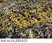 Водоросли фукусы (Fucus vesiculosus) на камнях. Белое море. Архангельская область. Стоковое фото, фотограф Т. З. / Фотобанк Лори