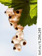 Смородина белая (Ribes niveum) — листопадный кустарник семейства Крыжовниковые (Grossulariaceae).Ягодная кисть. Стоковое фото, фотограф Евгений Мухортов / Фотобанк Лори