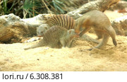 Banded mongoose digging the ground. Стоковое видео, видеограф Яков Филимонов / Фотобанк Лори
