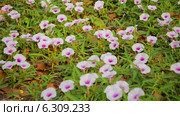 Convolvulus arvensis, полевой вьюнок. Стоковое видео, видеограф pzAxe / Фотобанк Лори