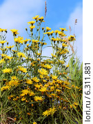 Желтые полевые цветы на фоне голубого неба. Скерда кровельная (Crepis tectorum L.) Стоковое фото, фотограф Григорий Писоцкий / Фотобанк Лори