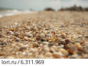 Ракушки на берегу Азовского моря (2007 год). Стоковое фото, фотограф Анастасия Кононенко / Фотобанк Лори