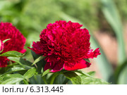 Красный пион Рэд Чарм (Paeonia) Стоковое фото, фотограф Ольга Сейфутдинова / Фотобанк Лори