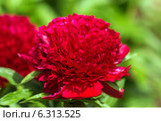 Красный пион Рэд Чарм (Paeonia) Стоковое фото, фотограф Ольга Сейфутдинова / Фотобанк Лори