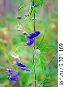 Борец или Аконит Флёрова (Aconitum flerovii) — многолетнее травянистое растение, вид рода Борец (Aconitum) семейства Лютиковые (Ranunculaceae) Стоковое фото, фотограф Евгений Мухортов / Фотобанк Лори