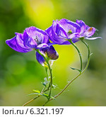 Борец или Аконит Флёрова (Aconitum flerovii) — многолетнее травянистое растение, вид рода Борец (Aconitum) семейства Лютиковые (Ranunculaceae) Стоковое фото, фотограф Евгений Мухортов / Фотобанк Лори
